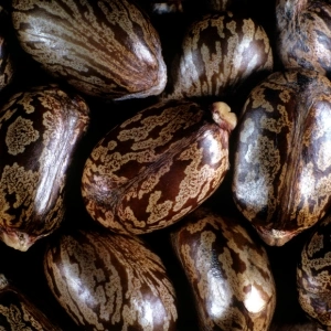 એરંડ